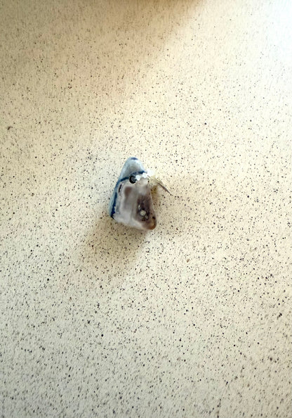 Aragonit mit Scheelit – Anhänger, gebohrt